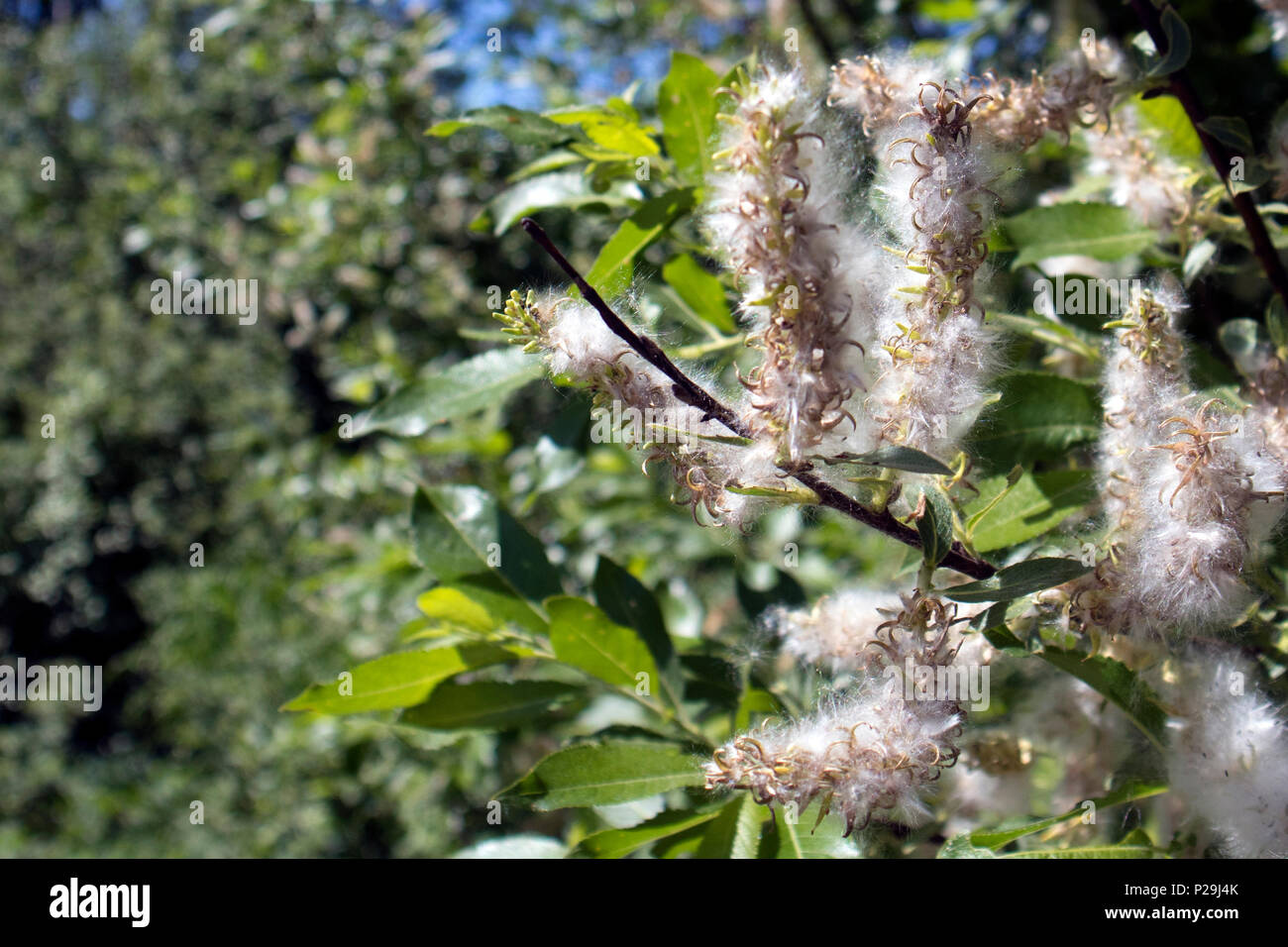 Frühjahr blühenden Zweig mit sanften flauschige Sprößlinge gegen verwackelte Laub Stockfoto