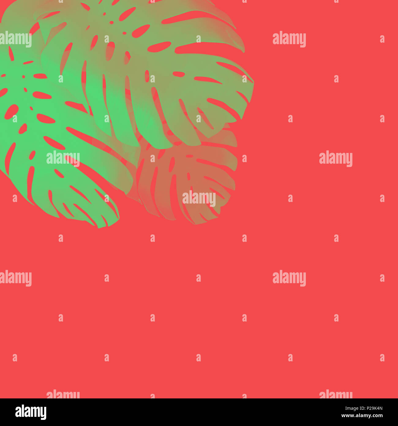 Tropische Palme monstera Blatt hintergrund. Abstrakte farbenfrohes Design Stockfoto