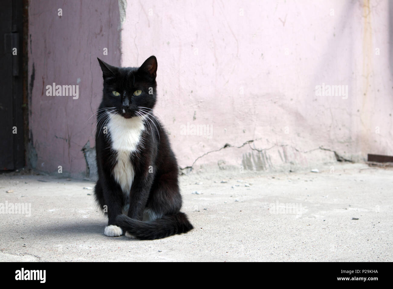 Junge nette Obdachlose schwarze Katze mit weißem Jabot vor der Haustür sitzen im Hof ...