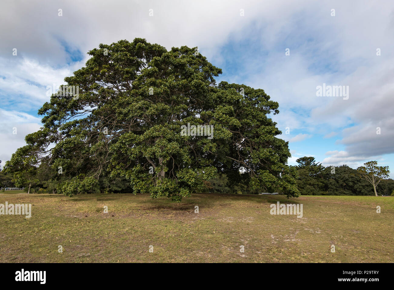 Eine von vielen großen, Reife und die Verbreitung von Port Jackson Feigen (Ficus Rubiginosa) im Centennial Park Sydney. Diese Bäume können über 100 Jahre leben. Stockfoto