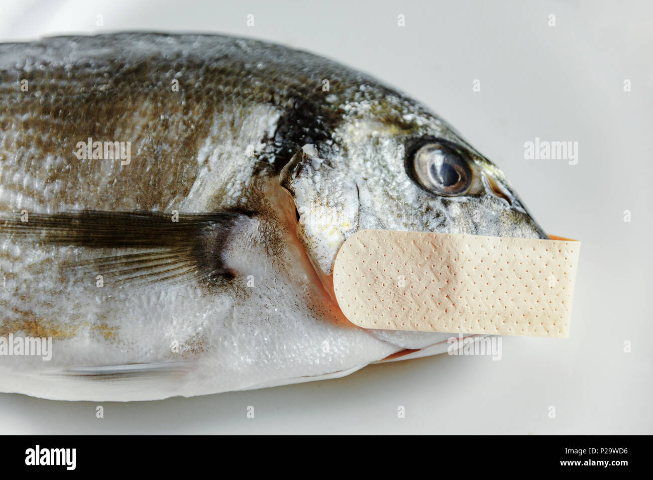 Einem toten Fisch erzählt keine Geschichten, wenn es ein Pflaster auf den Mund (altes Sprichwort). Symbolische Nahaufnahme: mute Als, zensiert. Stockfoto