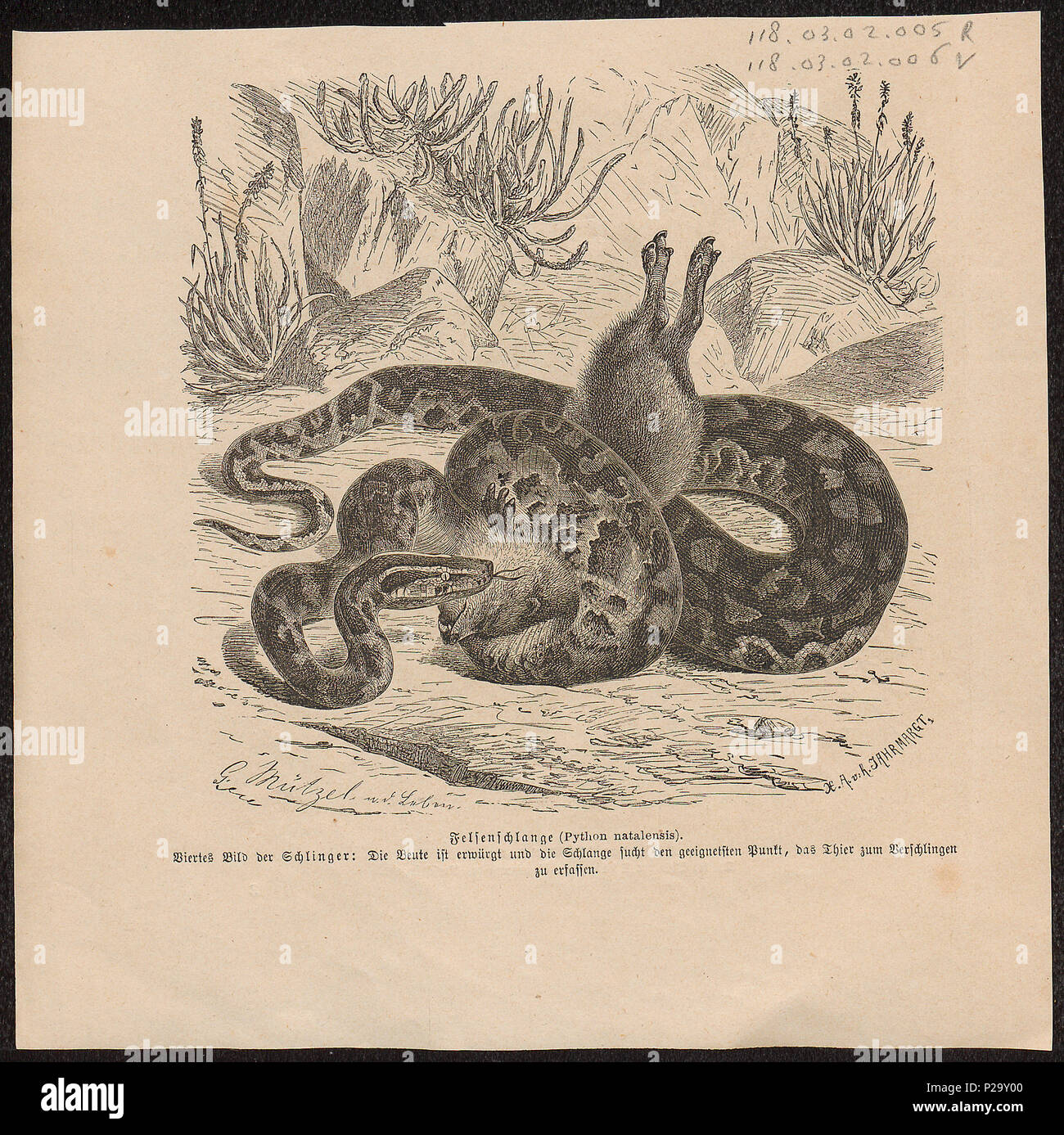 . Python natalensis. Zwischen 1700 und 1880 274 Python natalensis - 1700-1880 - Drucken - Iconographia Zoologica - Sondersammlungen Universität Amsterdam - UBA01 IZ 11800212 Stockfoto