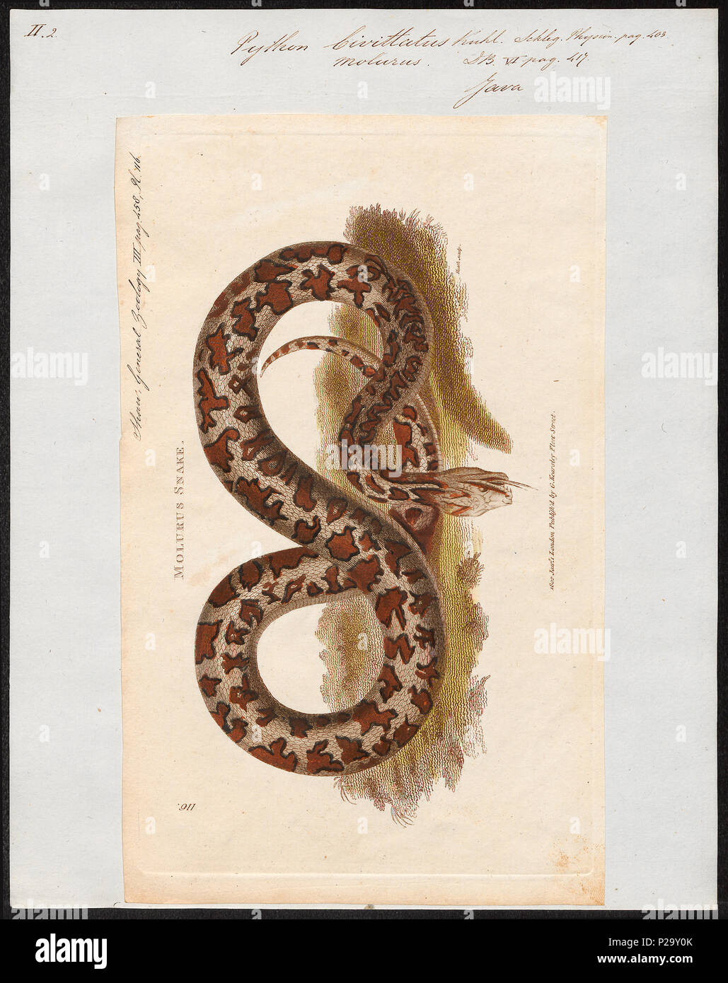 . Python bivittatus. Zwischen 1700 und 1880 274 Python bivittatus - 1700-1880 - Drucken - Iconographia Zoologica - Sondersammlungen Universität Amsterdam - UBA01 IZ 11800219 Stockfoto