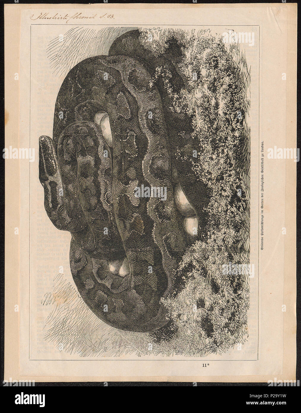 . Python spec. Zwischen 1700 und 1880 274 Python spec. - 1700-1880 - Drucken - Iconographia Zoologica - Sondersammlungen Universität Amsterdam - UBA01 IZ 11800236 Stockfoto