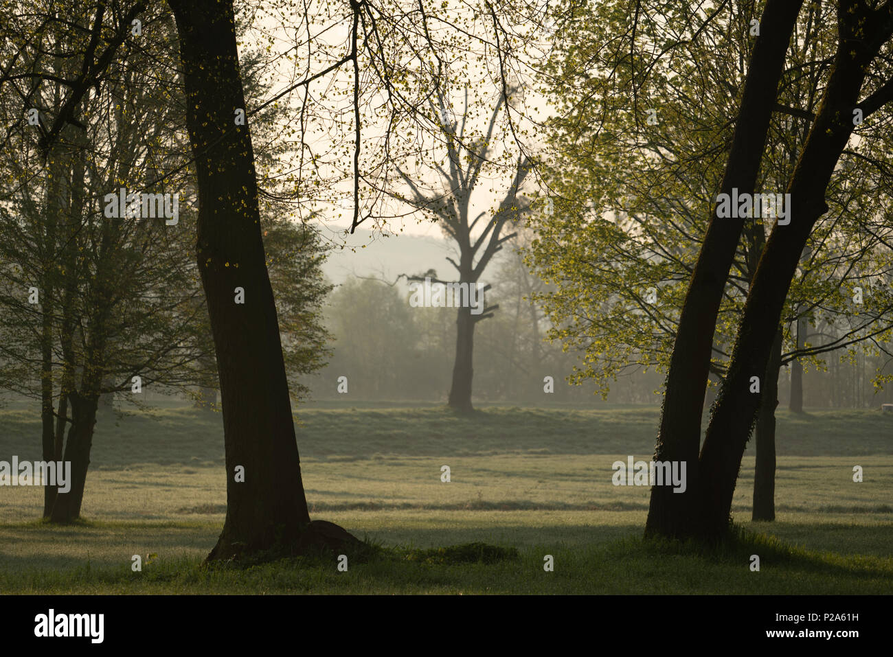 Die Stämme der Bäume im städtischen Park am Morgen Stockfoto