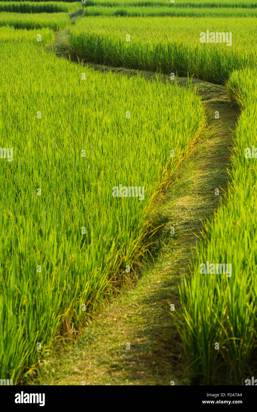 Reisfeld Weg auf grüner Wiese Hintergrund in Nan, Thailand. Stockfoto