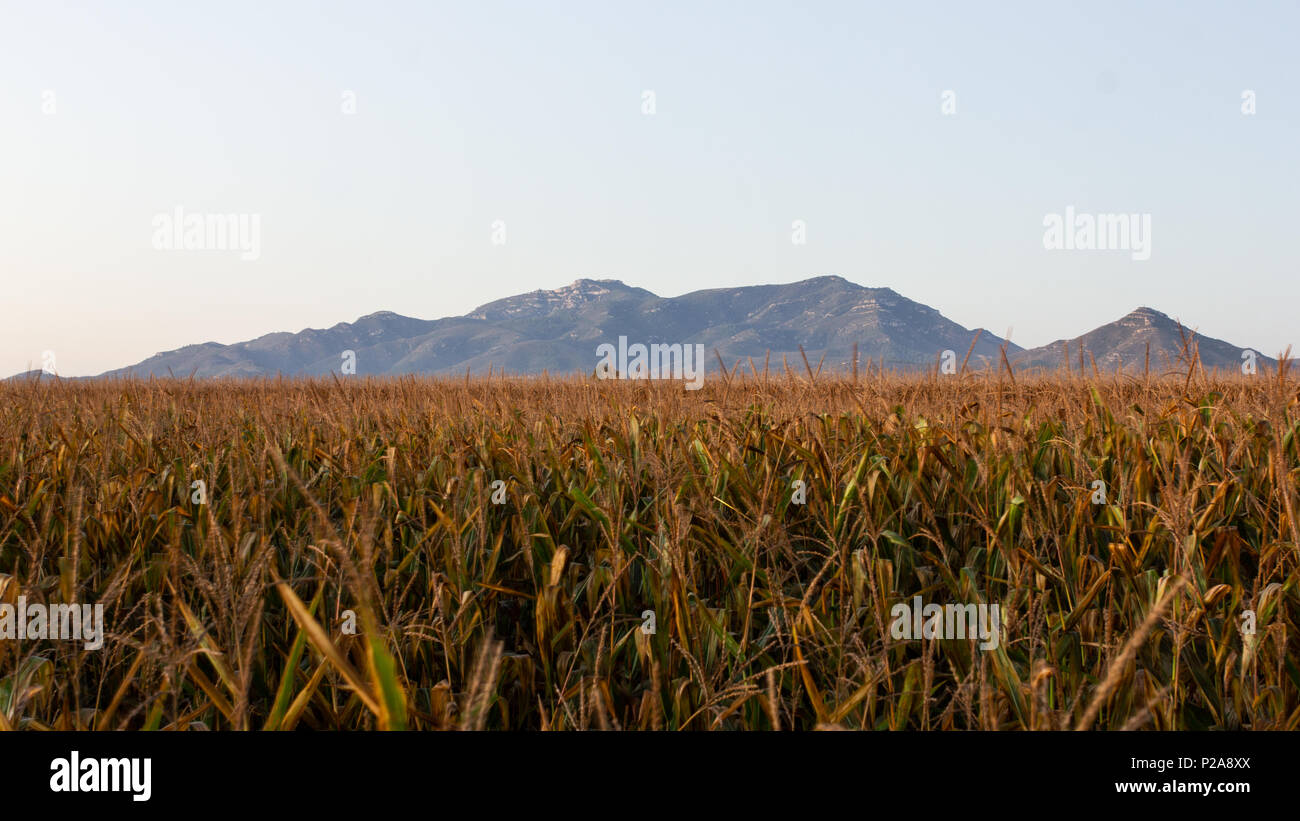 Berge von Montsia und Kulturen bei Sonnenaufgang, Katalonien, Spanien Stockfoto