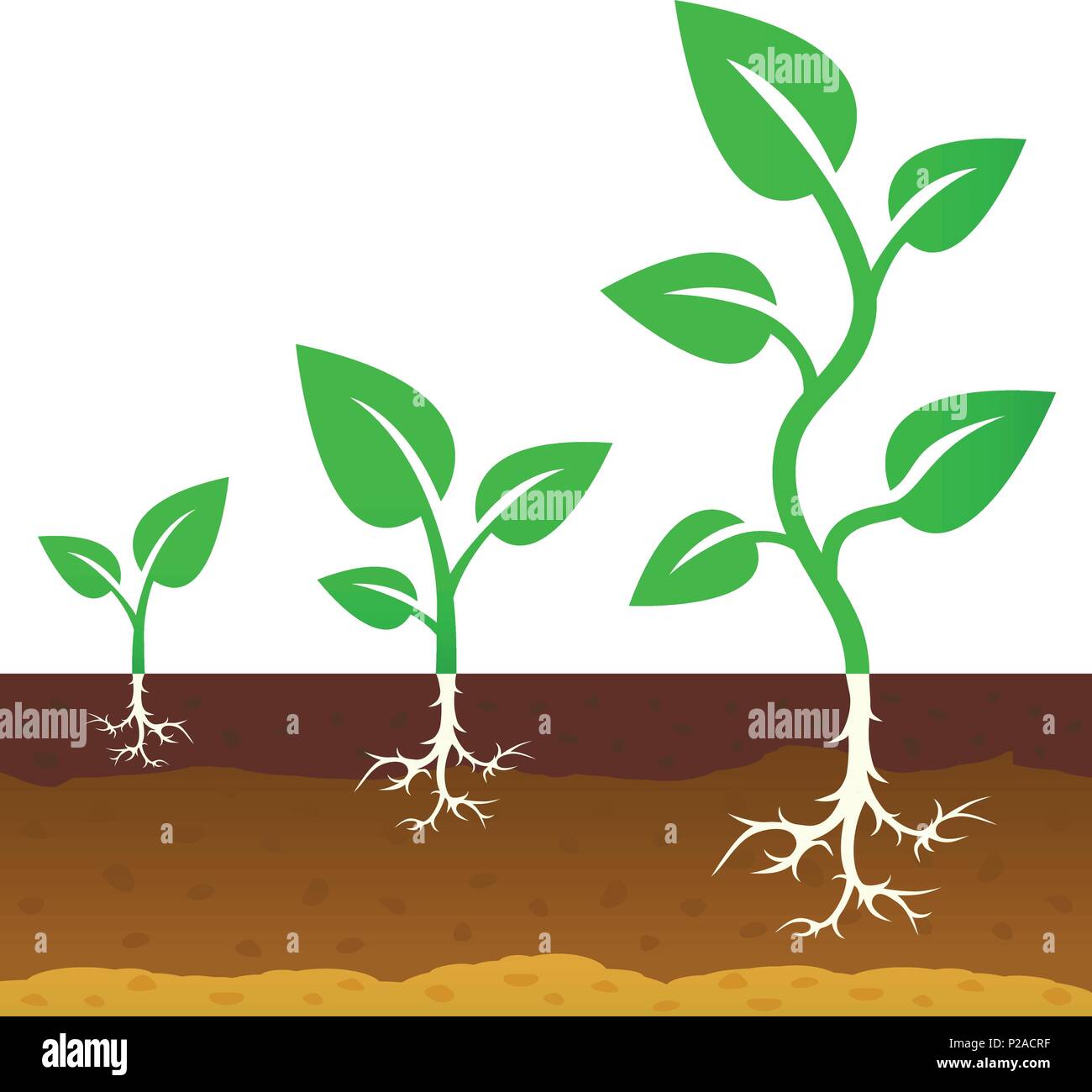 Das Stadium des Wachstums der Sprößlinge. Vector Illustration Stock Vektor