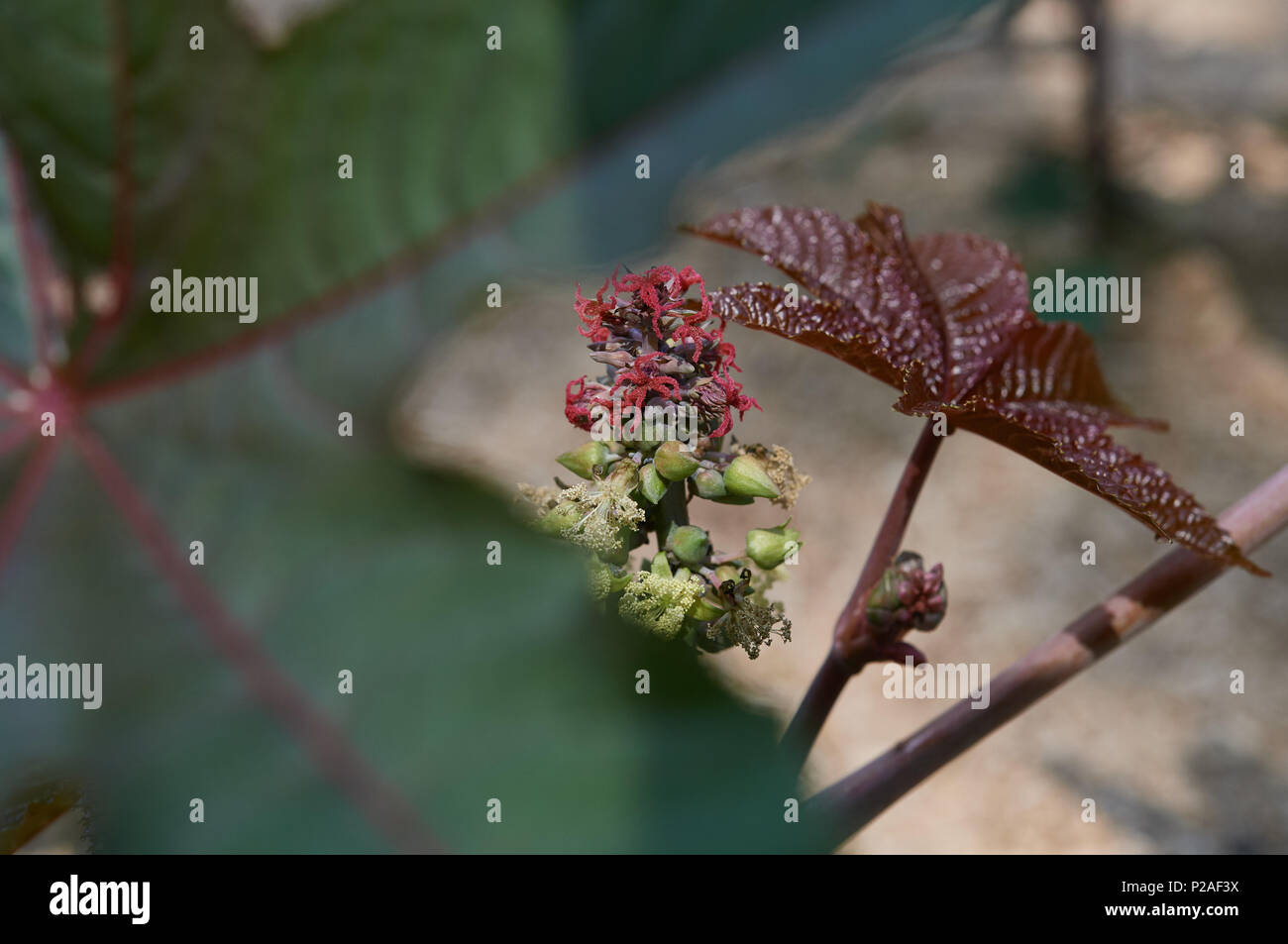 14 Juni 2018, Deutschland, Bochum Castor bean oder croton (Ricinus