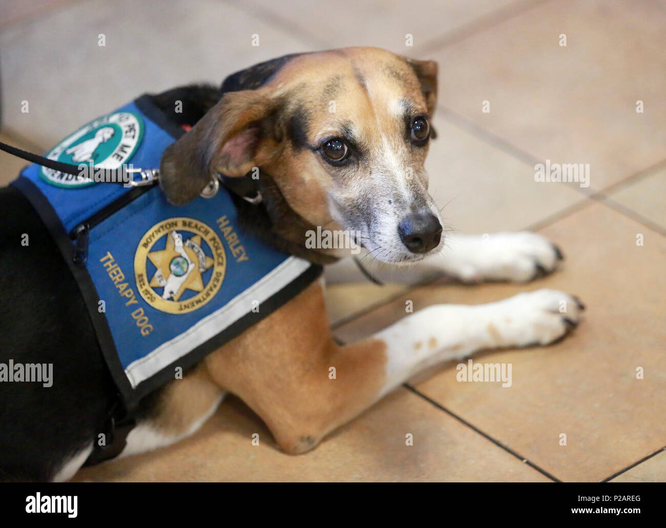 Beagle Mix Stockfotos Und Bilder Kaufen Seite 2 Alamy