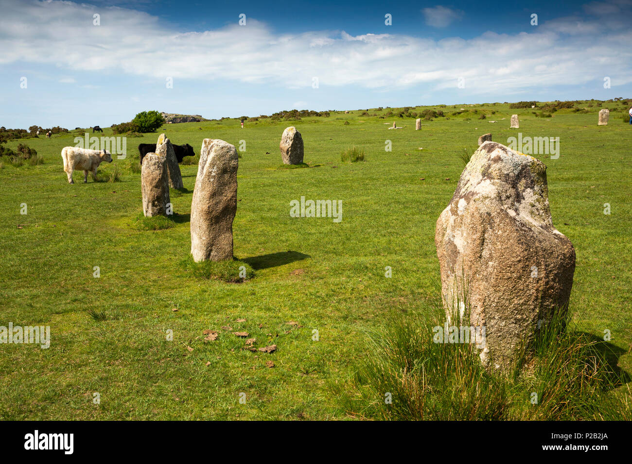 England, Cornwall, Bodmin Moor, Schergen, Rinder grasen in The Hurlers, alten Steinkreis Stockfoto