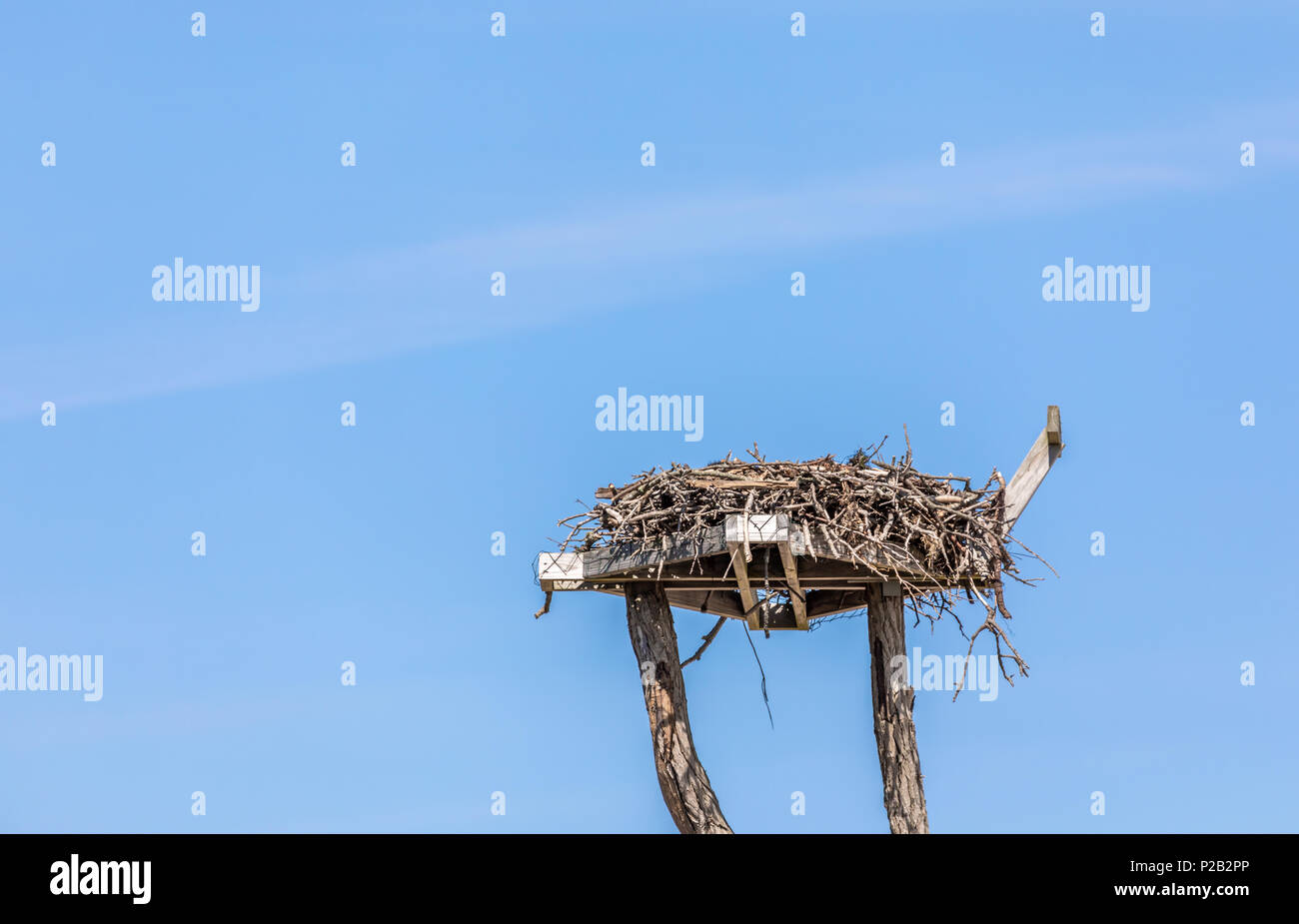 Detail Bild eines Osprey Nest vor einem strahlend blauen Himmel in Sag Harbor, NY Stockfoto