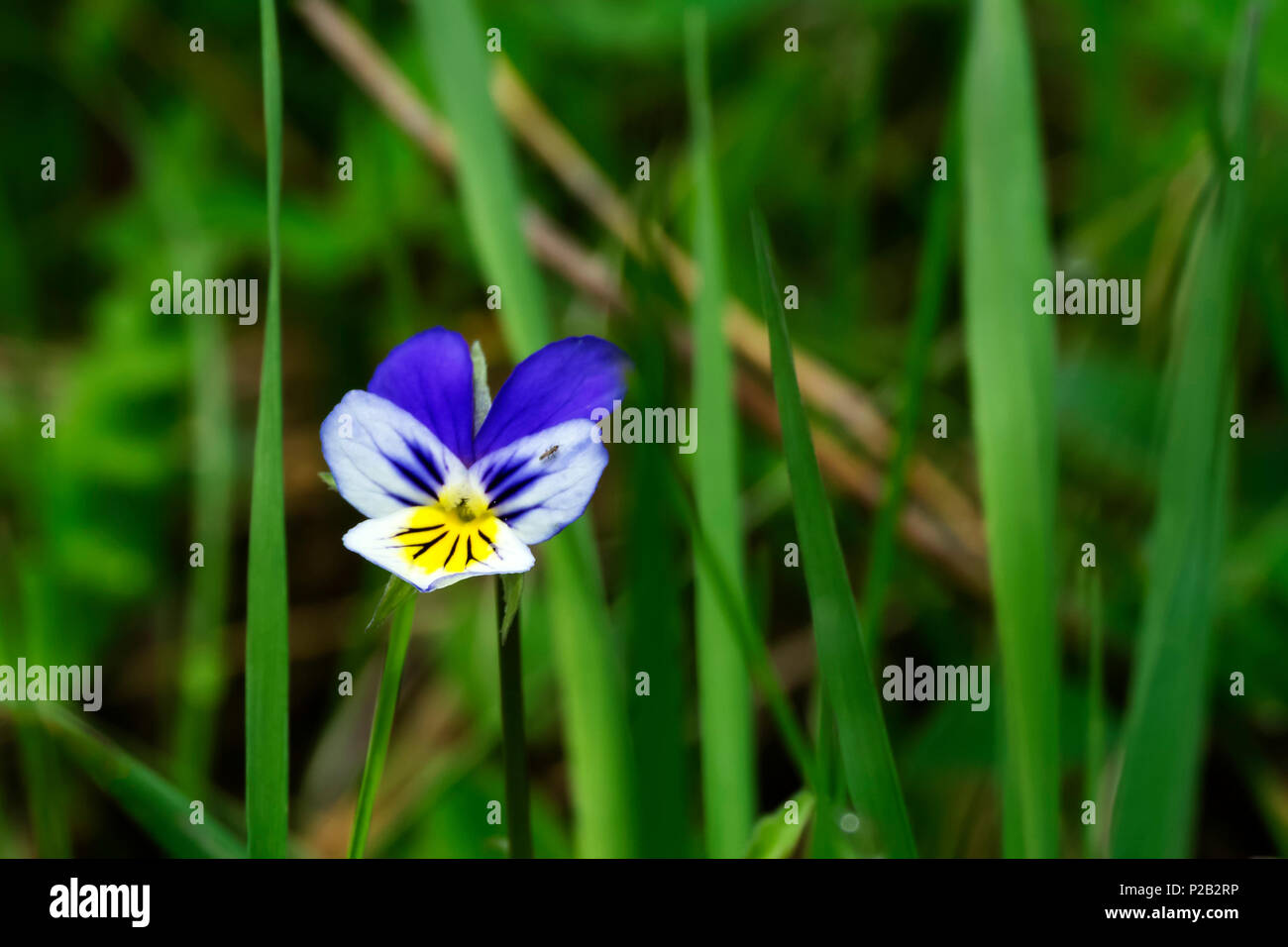 Wilde Blume von Pansy mit einem Moskito sitzen auf einem Blütenblatt auf eine unscharfe Gras Hintergrund Stockfoto