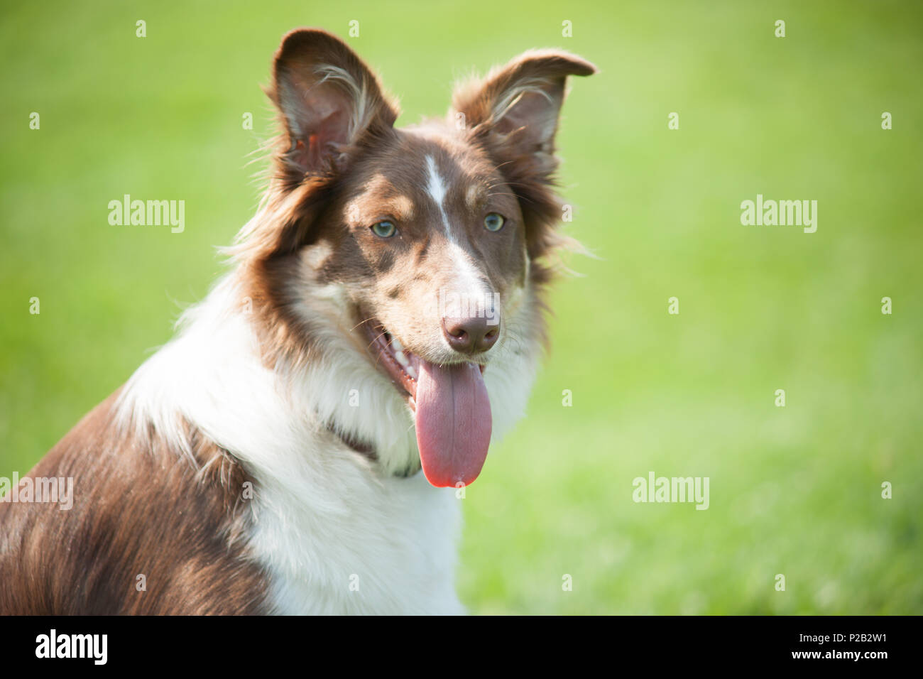 Flauschige Stockfoto