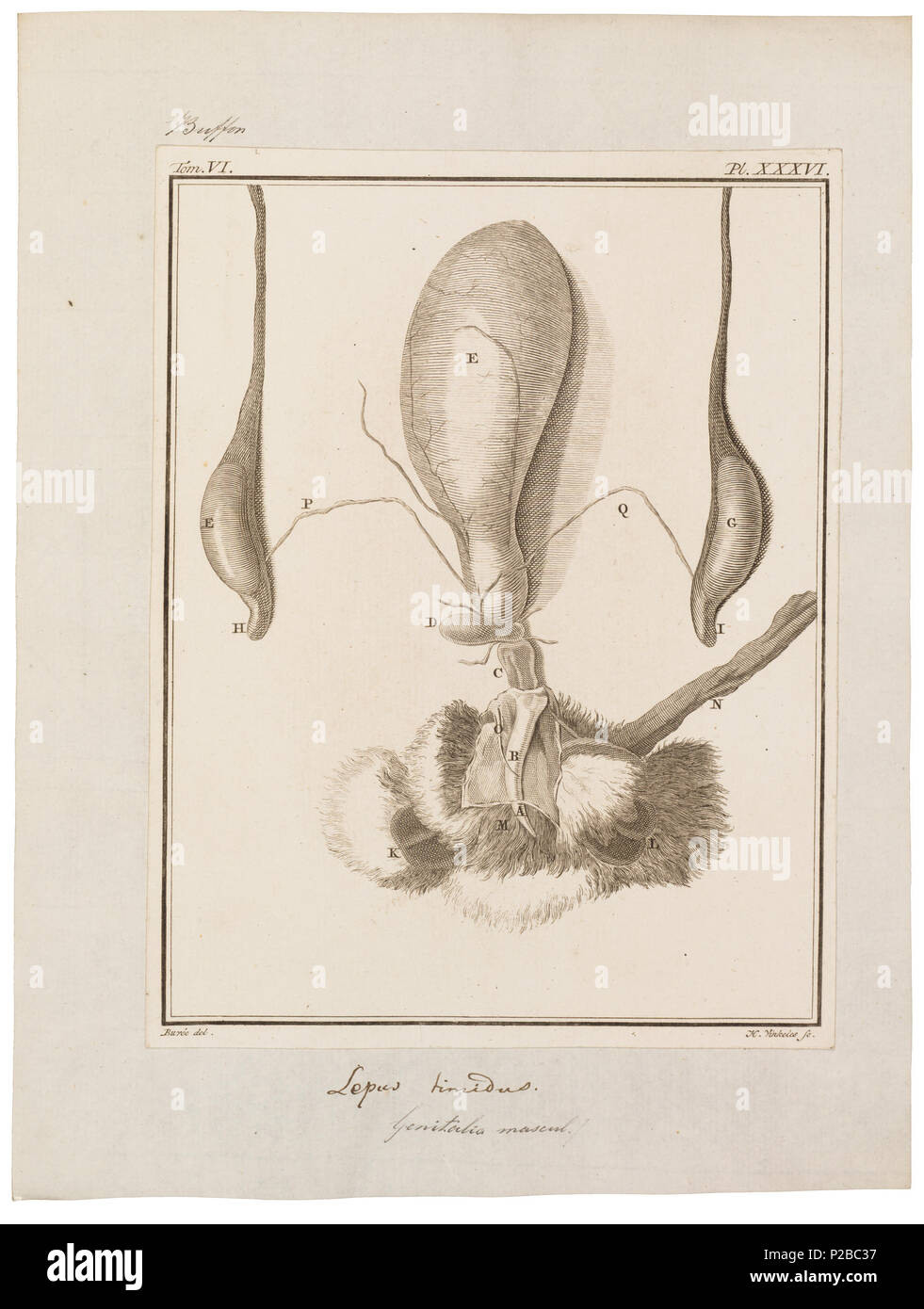 UBA01 IZ 20600202-y, 09-09-09, 16:12, 8 C7884 x 9327 (60 +133), 100 % % % % 17 08 2009 Con, 1/50 s, R 52.6, G 23.4, B 30.7 174 Lepus timidus - mannelijke geslachtsorganen - 1700-1880 - Drucken - Iconographia Zoologica - Sondersammlungen Universität Amsterdam - UBA01 IZ 20600201 Stockfoto