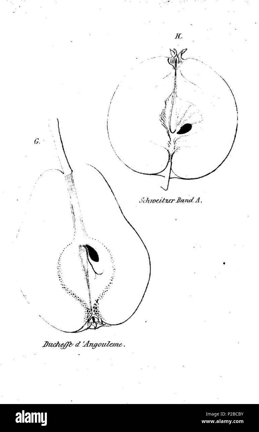 230 Pom. Mon Hefte 1857 bandförmig gestreifte Kernobstfrüchte 3 Stockfoto