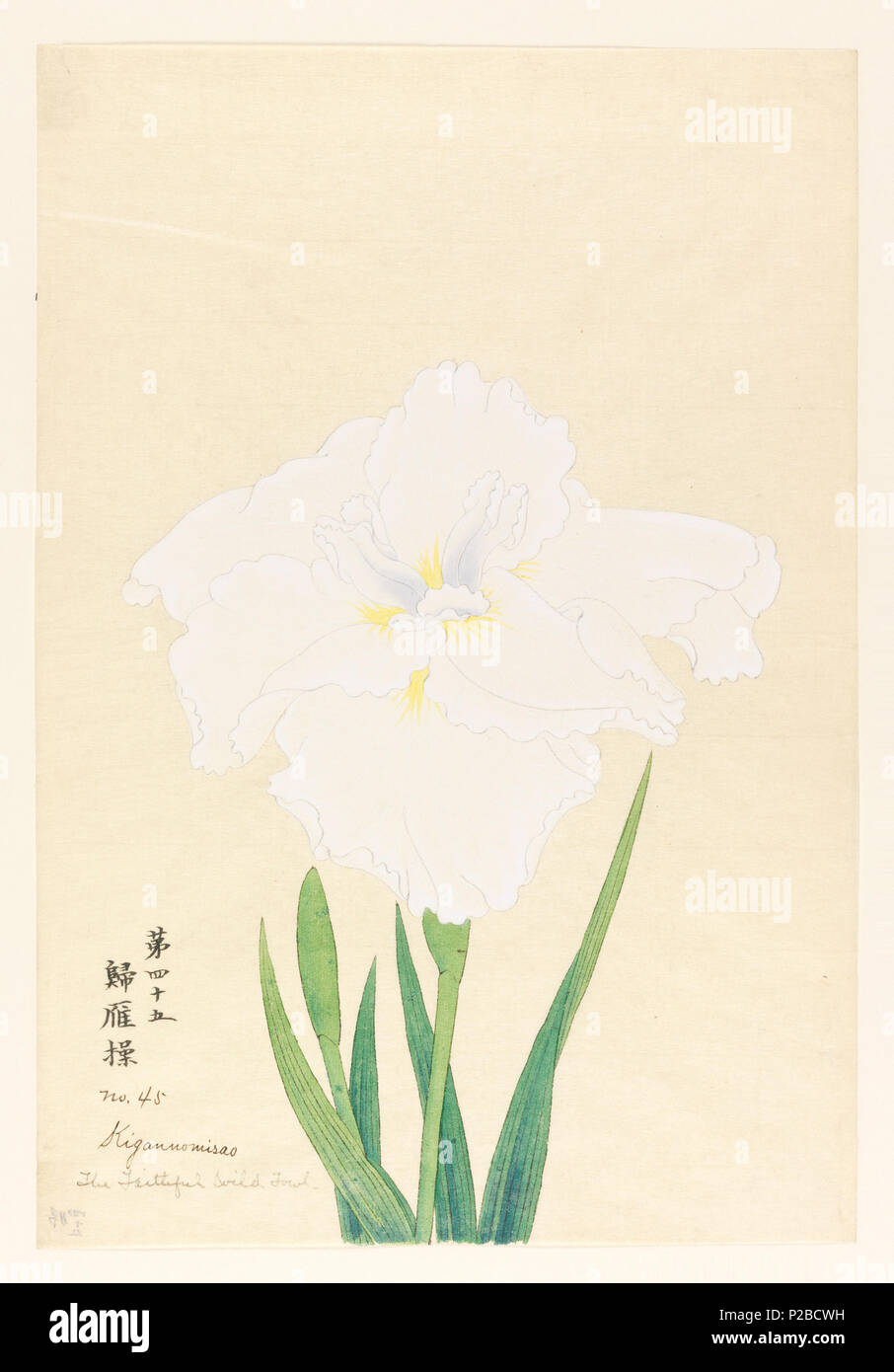 . Englisch: Drucken, die Gläubigen Wildvoegel (Kigaunomisao), Nr. 45, Ca. 1910. Englisch: Eine große Iris in weiß; innen fällt Blätter mit violetten Reflexen. . Um 1910 269 Drucken, die Gläubigen Wildvoegel (Kigaunomisao), Nr. 45, Ca. 1910 (CH) 18380793 Stockfoto