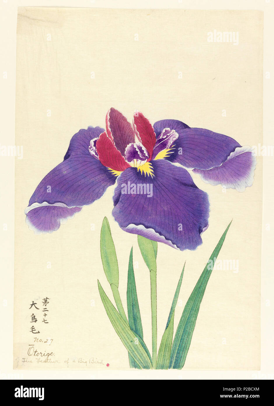 . Englisch: Drucken, die Feder eines großen Vogel (Otorige), Nr. 27, Ca. 1910. Englisch: eine große Blende, äußere Blätter fällt Purpur; inneren Blätter Violett und Lila. . Um 1910 269 Drucken, die Feder eines großen Vogel (Otorige), Nr. 27, Ca. 1910 (CH) 18380757 Stockfoto