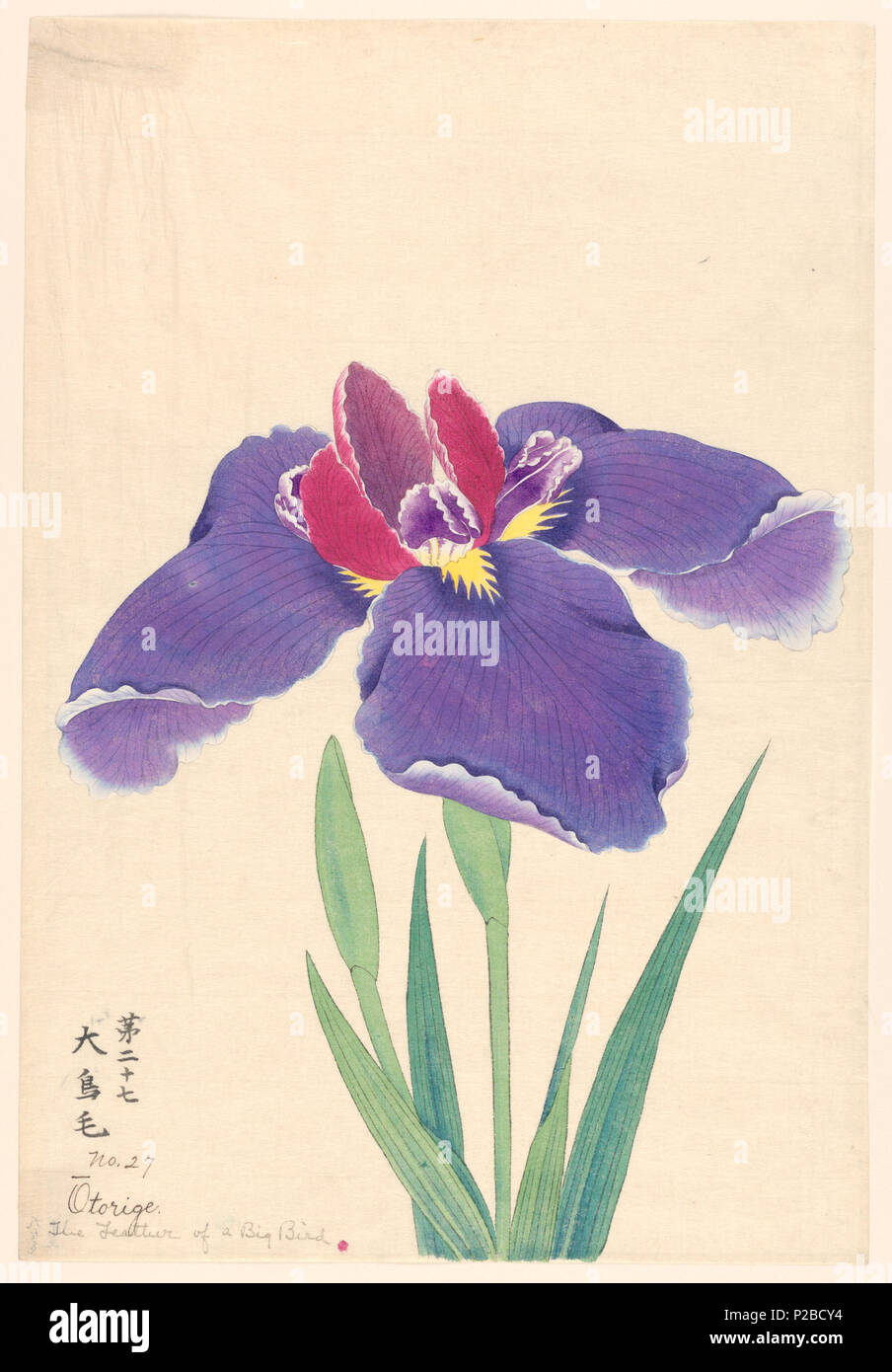 . Englisch: Drucken, die Feder eines großen Vogel (Otorige), Nr. 27, Ca. 1910. Englisch: eine große Blende, äußere Blätter fällt Purpur; inneren Blätter Violett und Lila. . Um 1910 269 Drucken, die Feder eines großen Vogel (Otorige), Nr. 27, Ca. 1910 (CH 18380757-2) Stockfoto