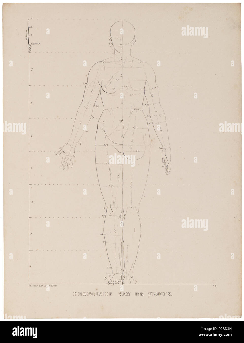 . Homo sapiens - proportie van de Vrouw. Zwischen 1700 und 1880 UBA01 IZ 19400014-y, 16-09-09, 15:48, 8 C, 7002 x 9931 (660 +394), 100 % % % %, BasisCurve Kunst, 1/50 s, R 49,6, G 19.4, B 12.4 151 Homo sapiens - proportie van de Vrouw - 1700-1880 - Drucken - Iconographia Zoologica - Sondersammlungen Universität Amsterdam - UBA01 IZ 19400015 Stockfoto