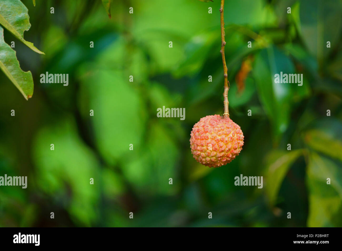 Litschi Obst auf grünem Hintergrund der Garten Stockfoto