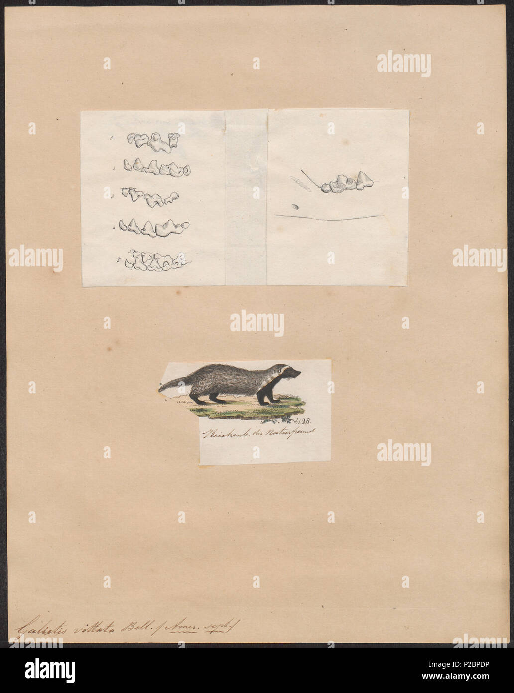 . Galictis vittata. Zwischen 1700 und 1880 131 Galictis vittata - 1700-1880 - Drucken - Iconographia Zoologica - Sondersammlungen Universität Amsterdam - UBA01 IZ 22500021 Stockfoto