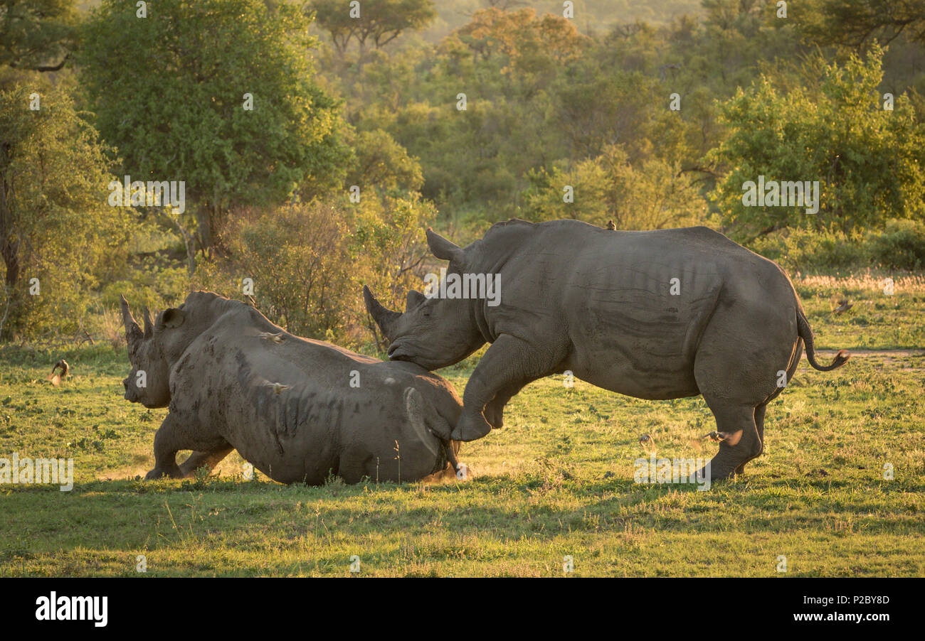 Männliche und weibliche White Rhino in schönen, goldenen Licht zurück. Stockfoto