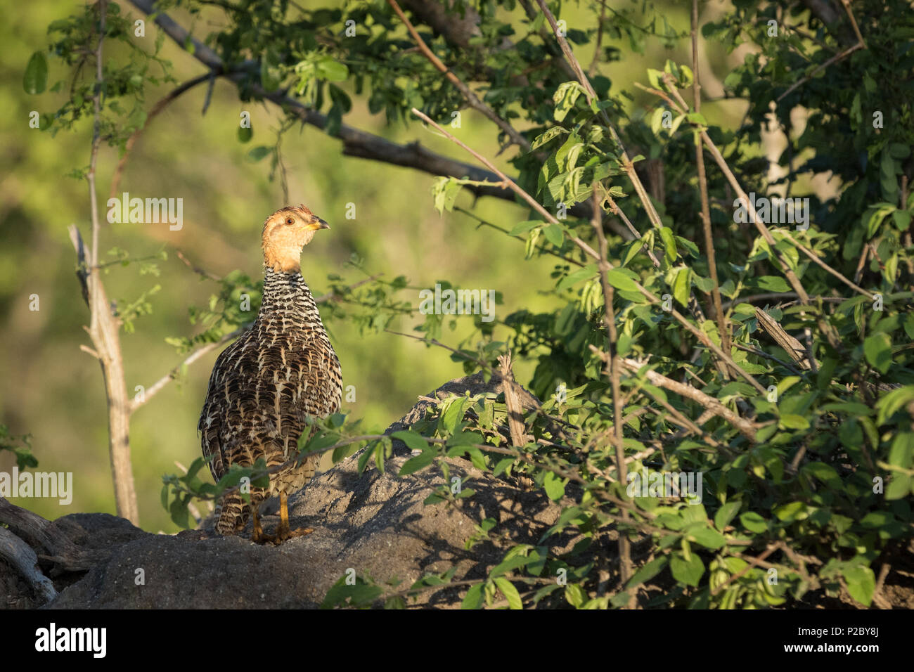 Coqui Francolin im schönen Morgenlicht. Stockfoto