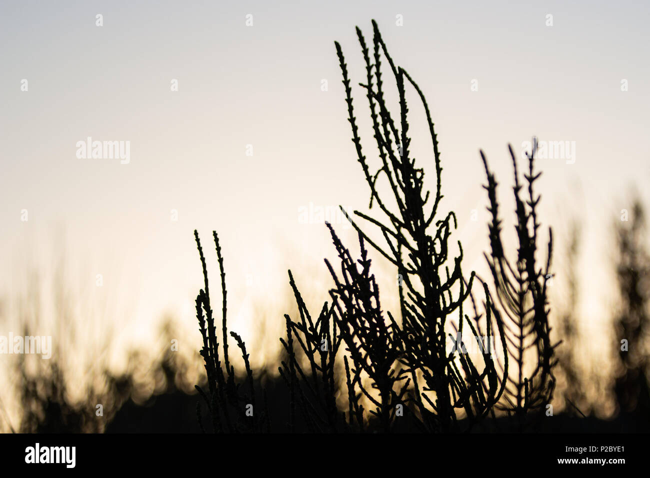 Salicornia wächst in den Dünen des Delta del Ebre Naturpark, Terres de l'Ebre, Katalonien, Spanien Stockfoto