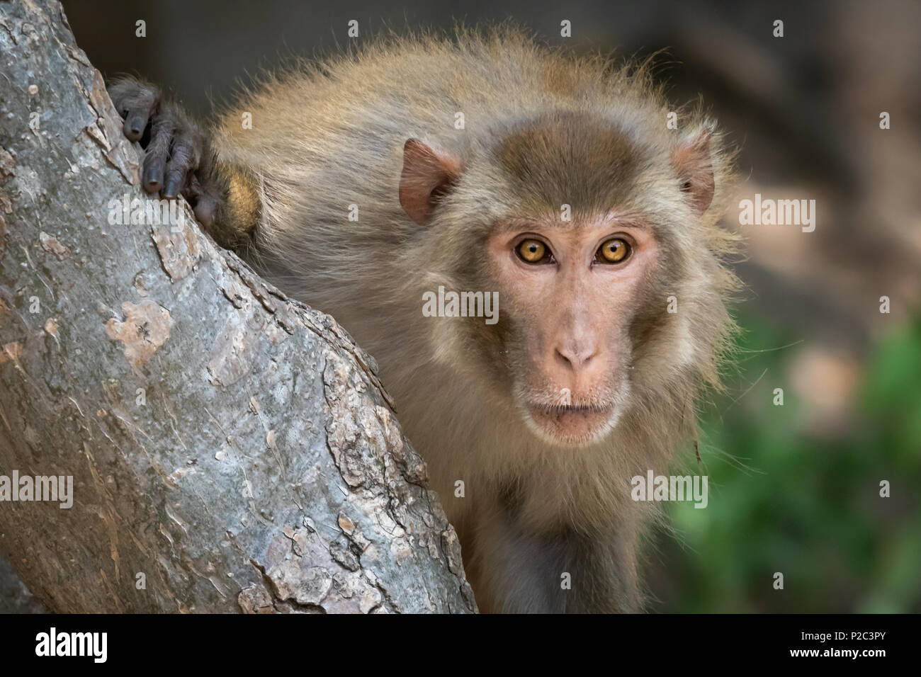 Nahaufnahme der Ausdrücke dieser schönen Brown Eyed Affe im Wald Stockfoto