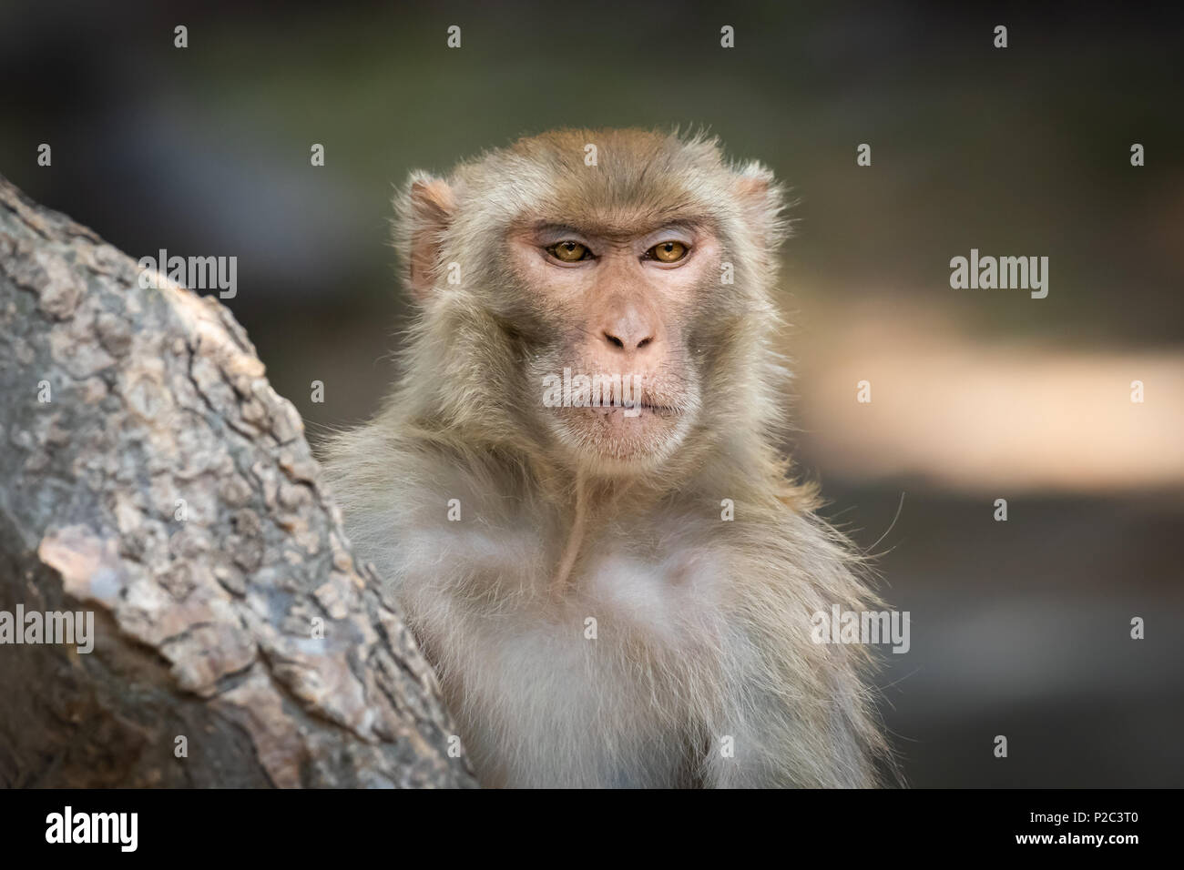 Nahaufnahme der Ausdrücke dieser schönen Brown Eyed Affe im Wald Stockfoto