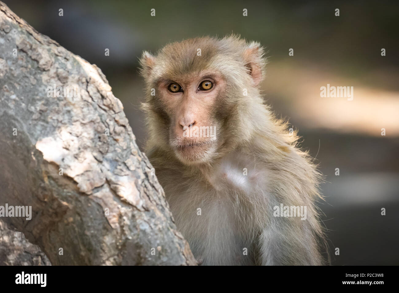 Nahaufnahme der Ausdrücke dieser schönen Brown Eyed Affe im Wald Stockfoto