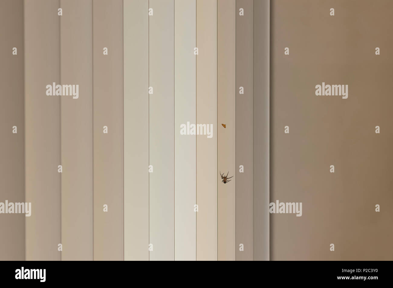 Eine Spinne Stengel eine Motte sitzt auf einem Fenster blind. Bild kann verwendet werden, um visuell stalking Express, Stalker, Räuber, Beute, Steinbruch, Spiel, etc. Stockfoto
