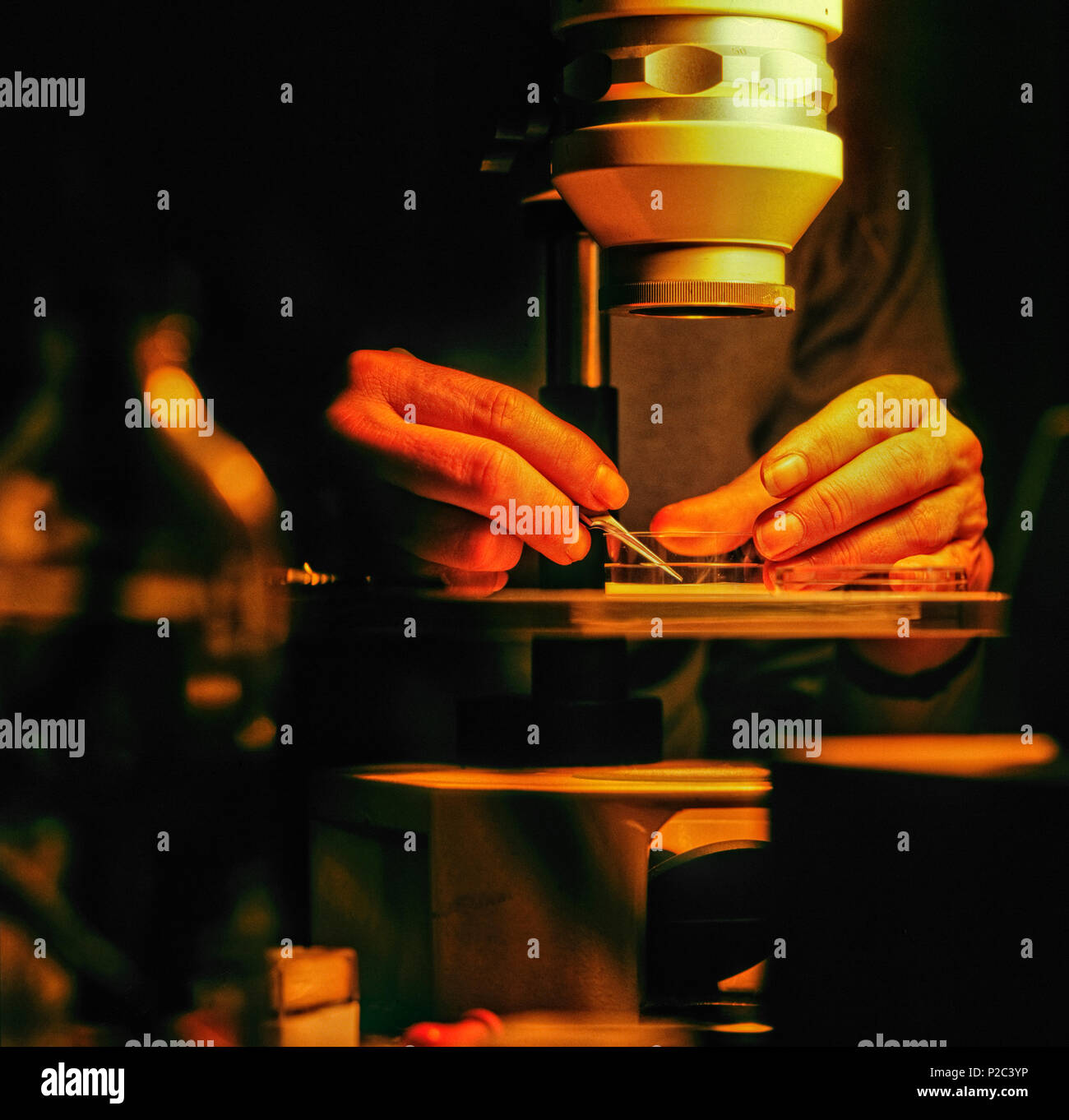 Ein Wissenschaftler mit einem low-power Mikroskop Anatomie einer Nematode zu prüfen. Stockfoto