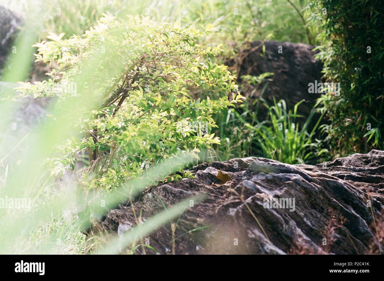 Die Schönheit der wilden Blumen Stockfoto