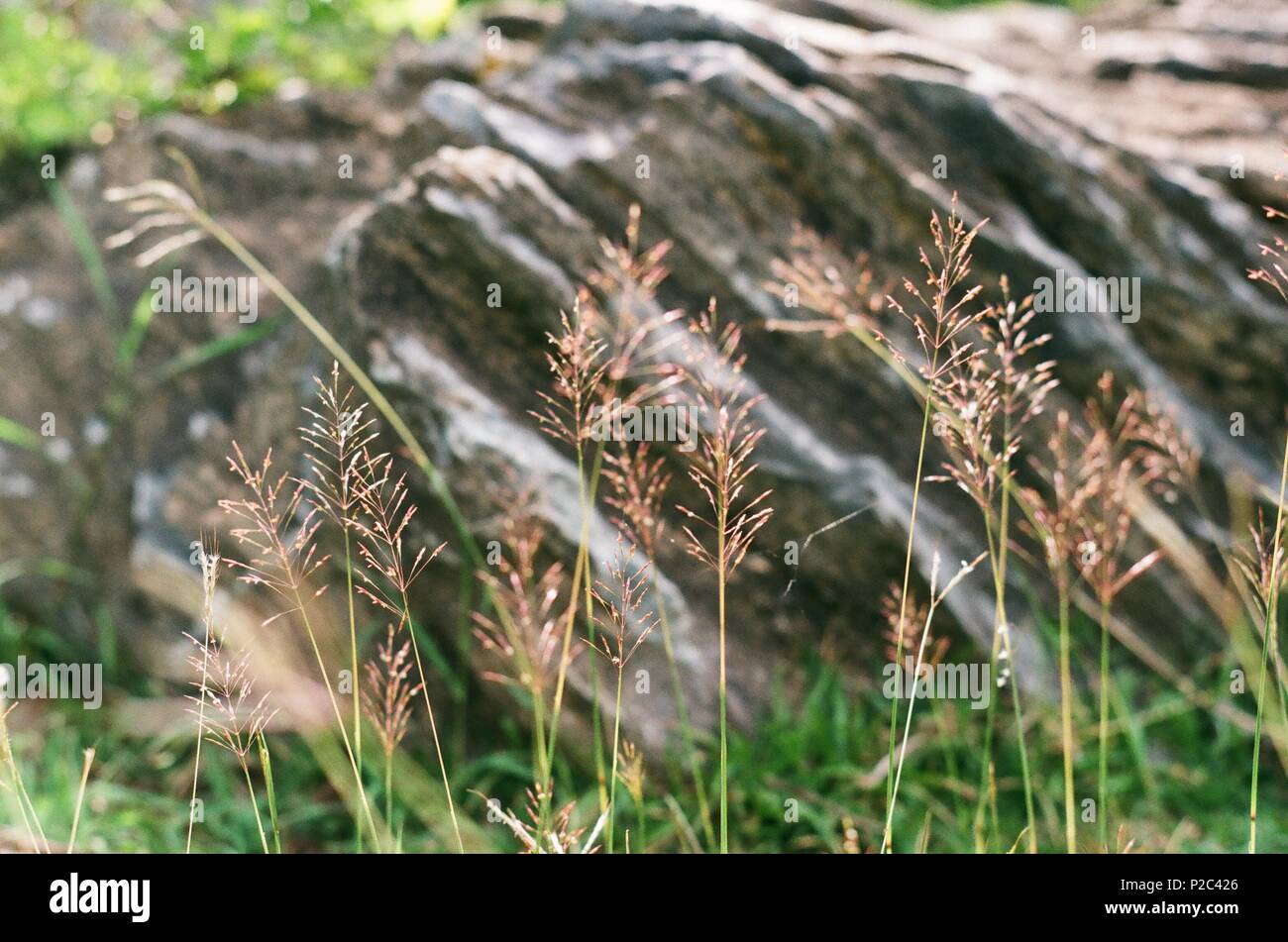 Die Schönheit der wilden Blumen Stockfoto