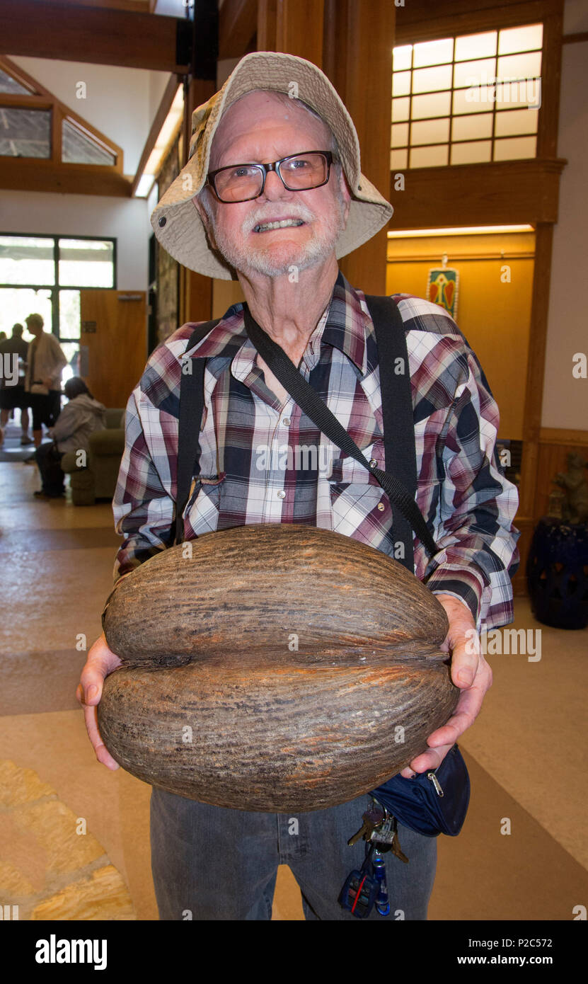 Mann hält eine Coco de Mer Palme Kokosnuss, die größte Saatgut ein Werk in die Welt. Von den Seychellen Inseln im Indischen Ozean. Stockfoto