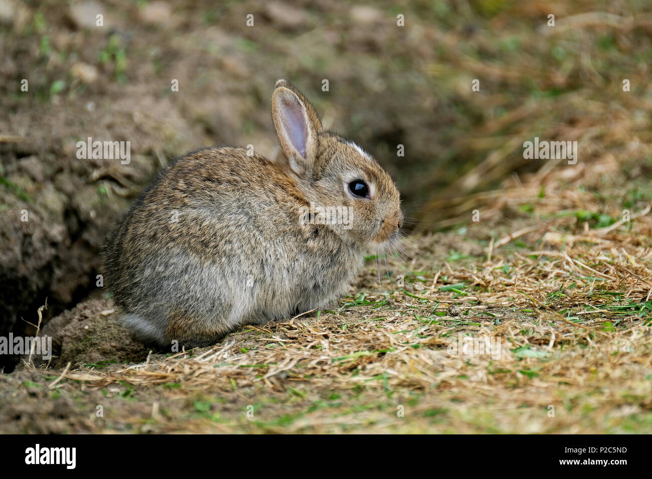 Baby Wild Kaninchen draußen im Frühjahr. Stockfoto