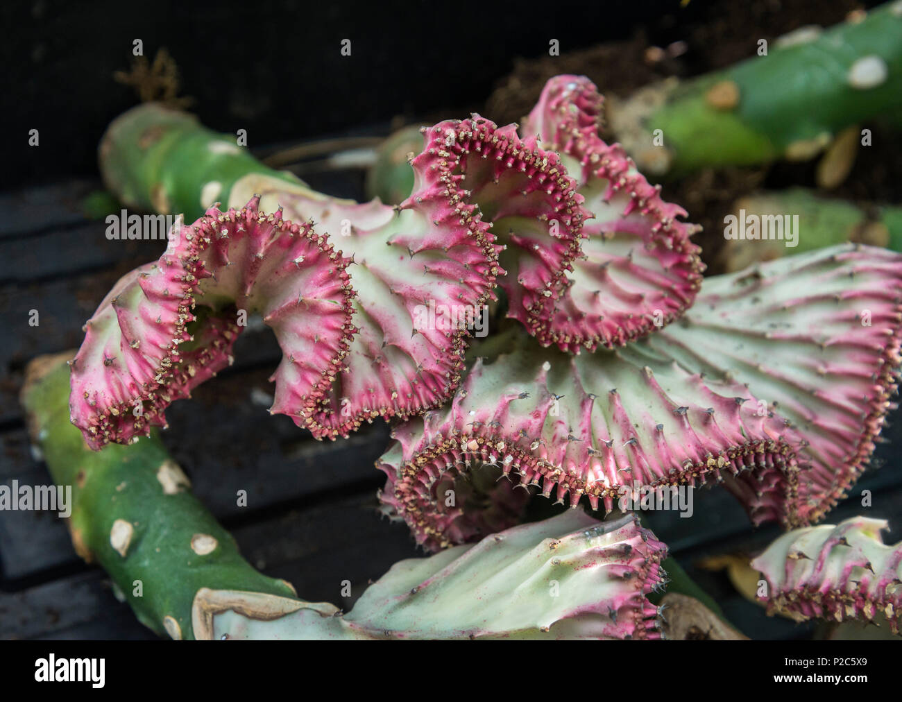Euphorbia lactea pflanze Fotos und Bildmaterial in hoher Auflösung