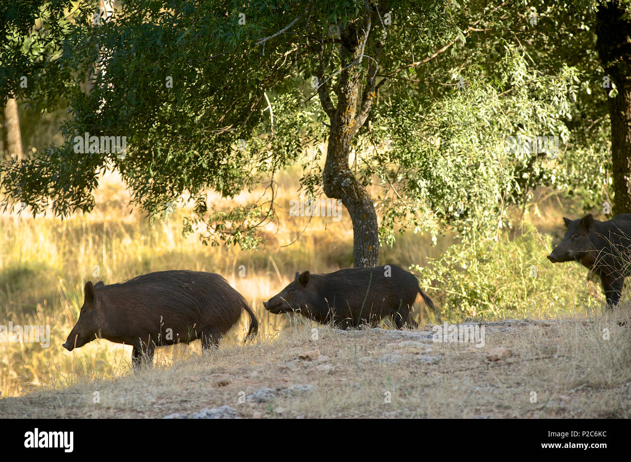 Wildschwein in den Sierras de Cazorla, Segura y las Villas, Provinz Jaen, Andalusien, Spanien Stockfoto