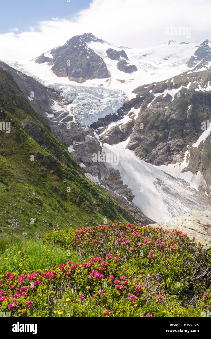 Blühenden Alpenrosen, hinter ihnen die Trift Gletscher und Gipfel des Triftstoeckli, Berner Alpen, Kanton Bern, Switzerlan Stockfoto