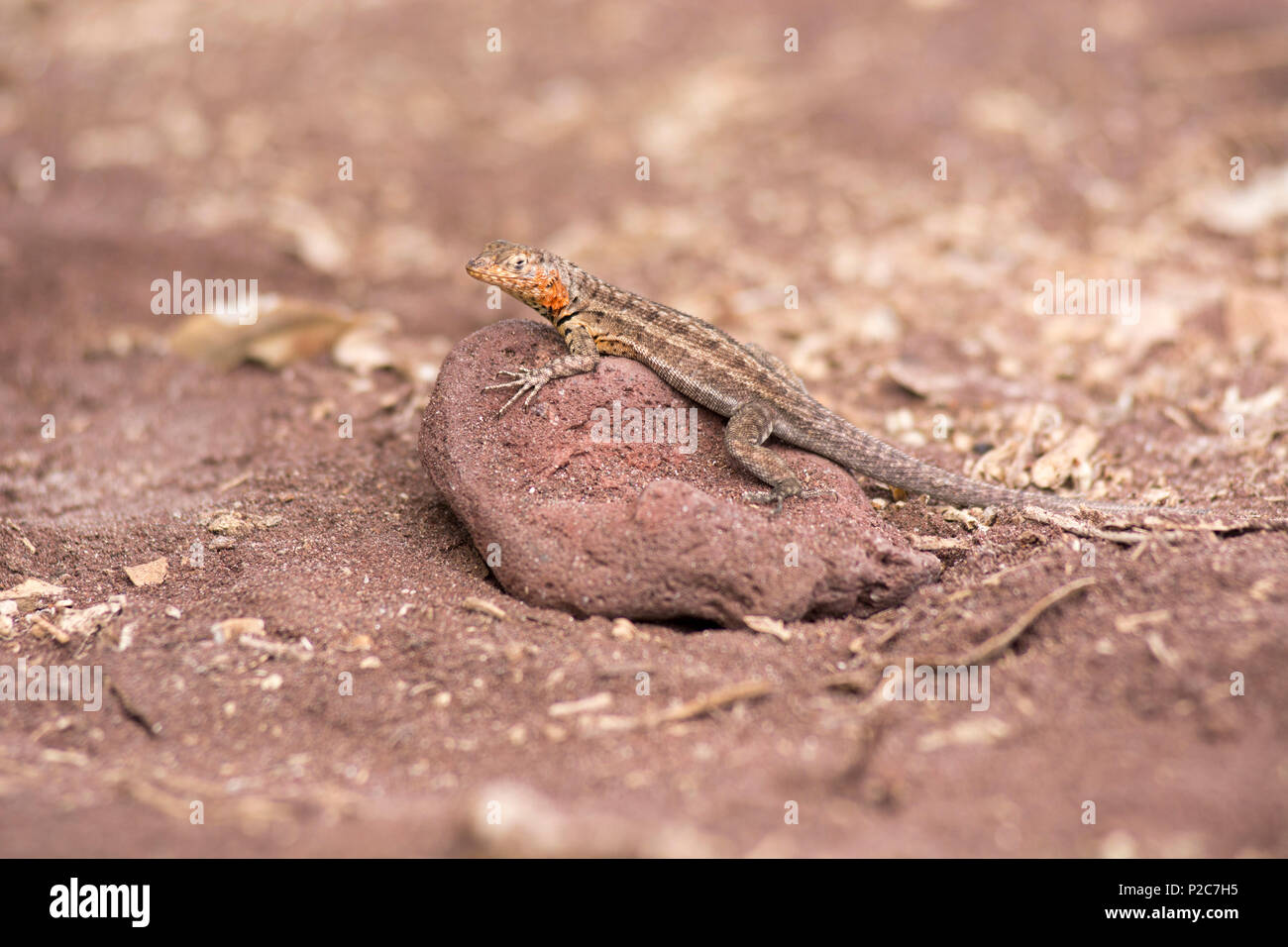 Eine Galapagos Lava Eidechse, Microlophus albemariensis, auf Rabida Island, Galapagos, Ecuador Stockfoto