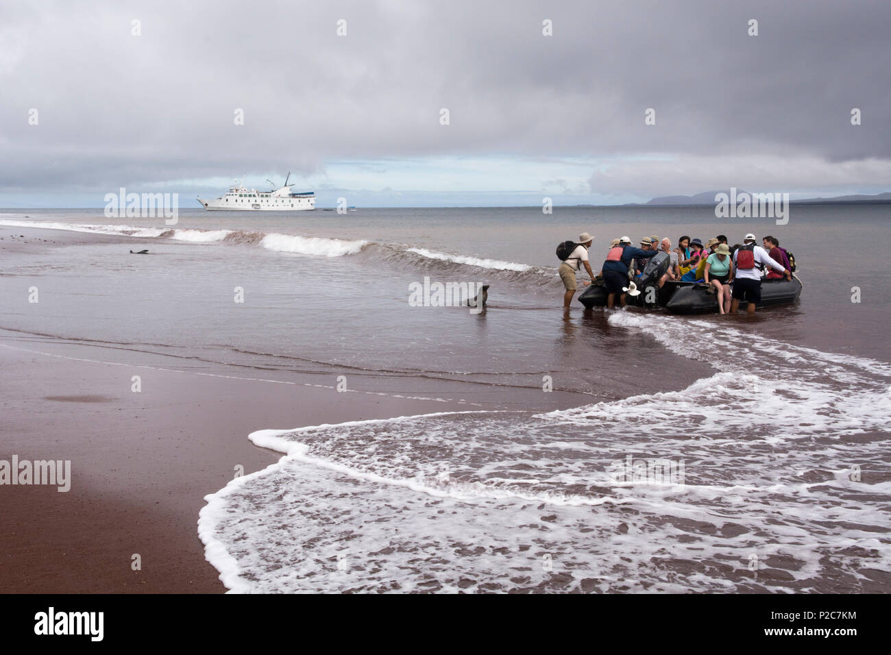 Eine Gruppe von Besuchern während einer nassen Landung auf einem roten Sandstrand, während eine neugierige Galapagos sea lion ist sie zu beobachten, hinter der b Stockfoto