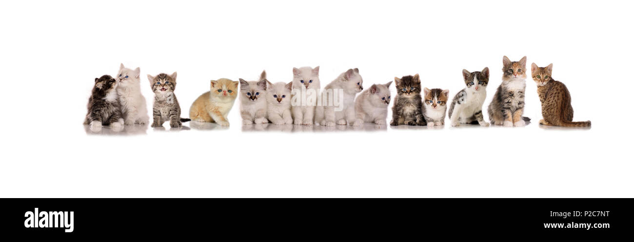 Viele Kätzchen (14), verschiedene Rassen, in einer Reihe sitzen auf einem weißen Hintergrund Stockfoto