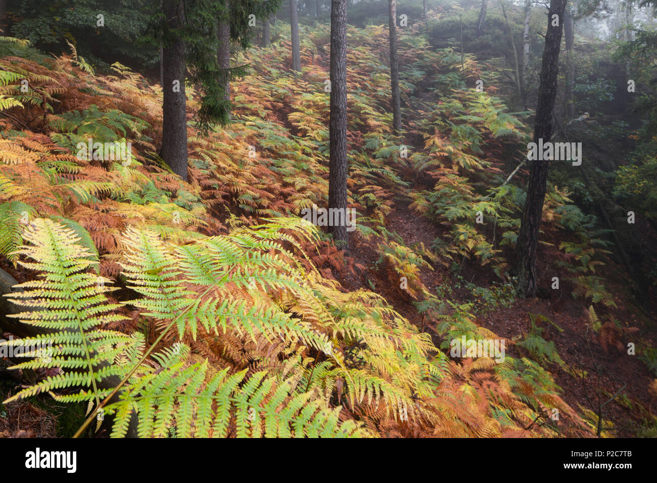 Natürliche Wald mit einem Teppich von Farnen im Nationalpark Sächsische Schweiz im Herbst, Sachsen, Deutschland Stockfoto