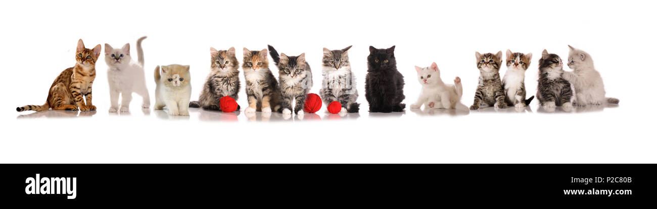 Viele Kätzchen (13), verschiedene Rassen, in einer Reihe sitzen auf einem weißen Hintergrund Stockfoto