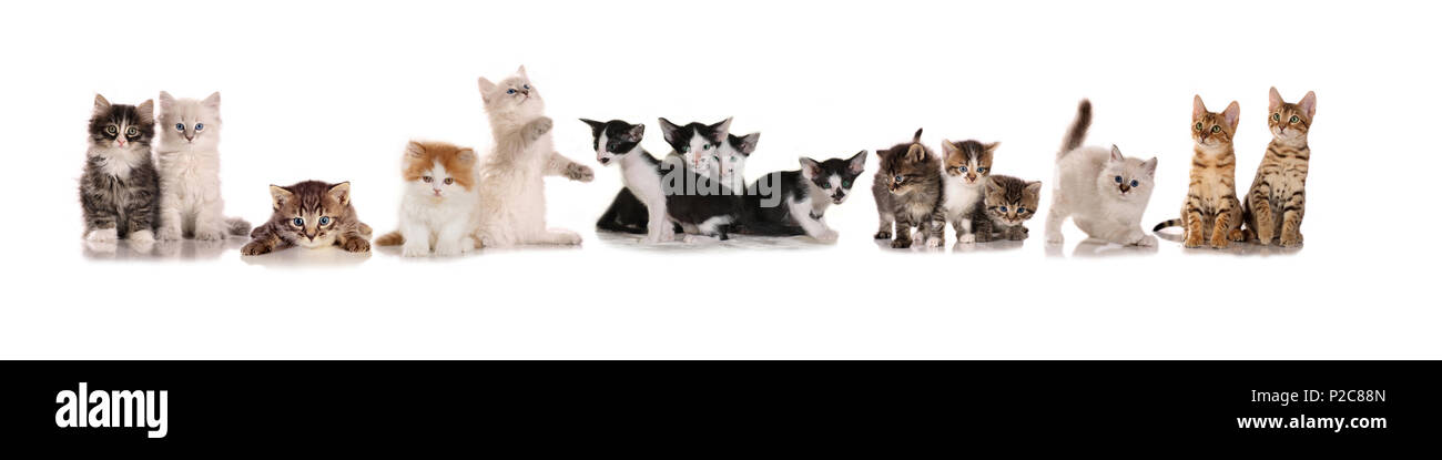 Viele Kätzchen (15), verschiedene Rassen, in einer Reihe sitzen auf einem weißen Hintergrund Stockfoto