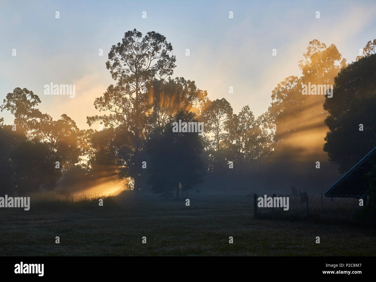 Am frühen Morgen Szene in einem Wald mit der goldenen Sonne und Nebel erzeugen Silhouette der Bäume Stockfoto