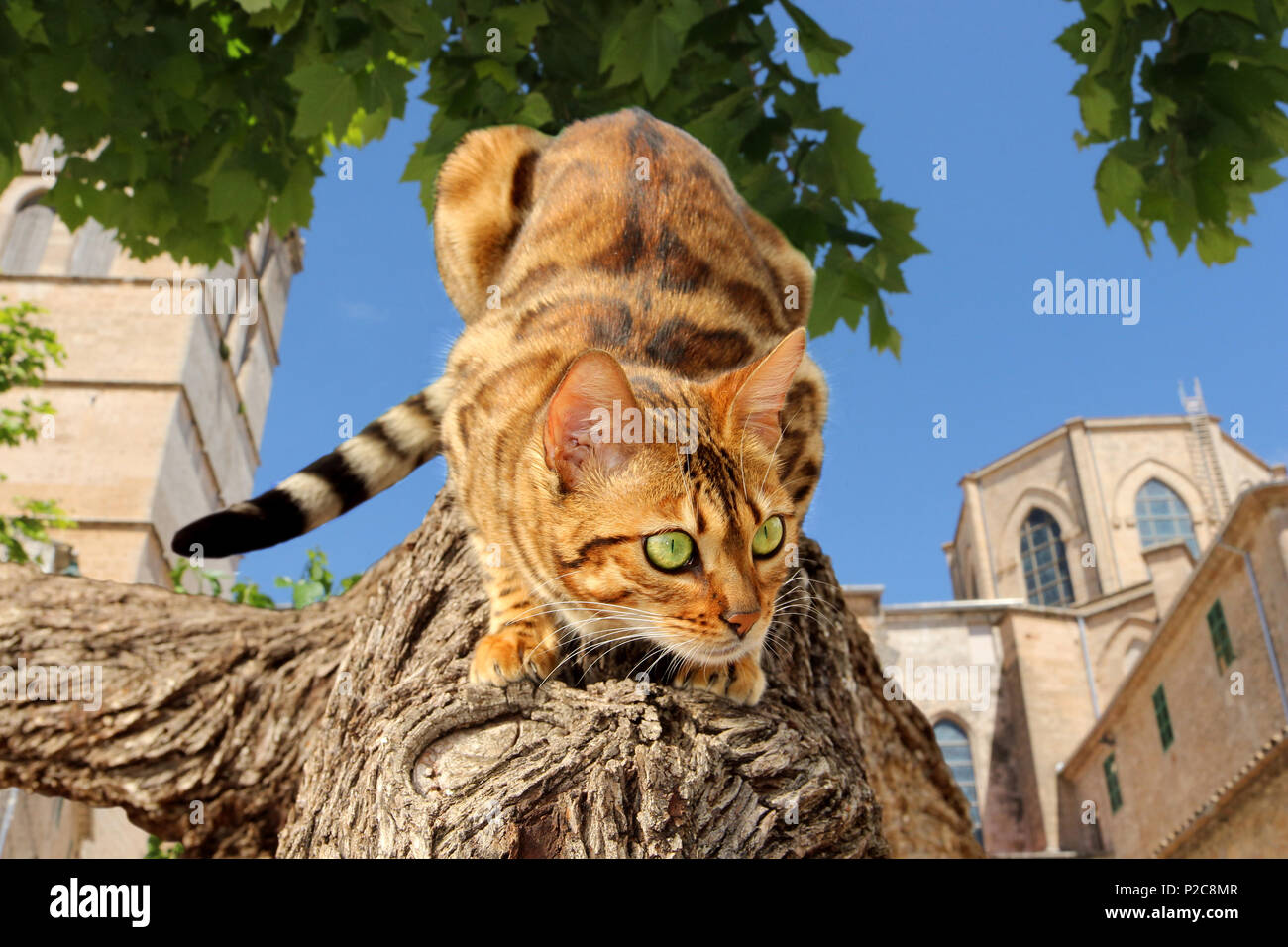 Bengal Katze sitzt auf einem Baumstamm vor einem alten spanischen Kirche Stockfoto