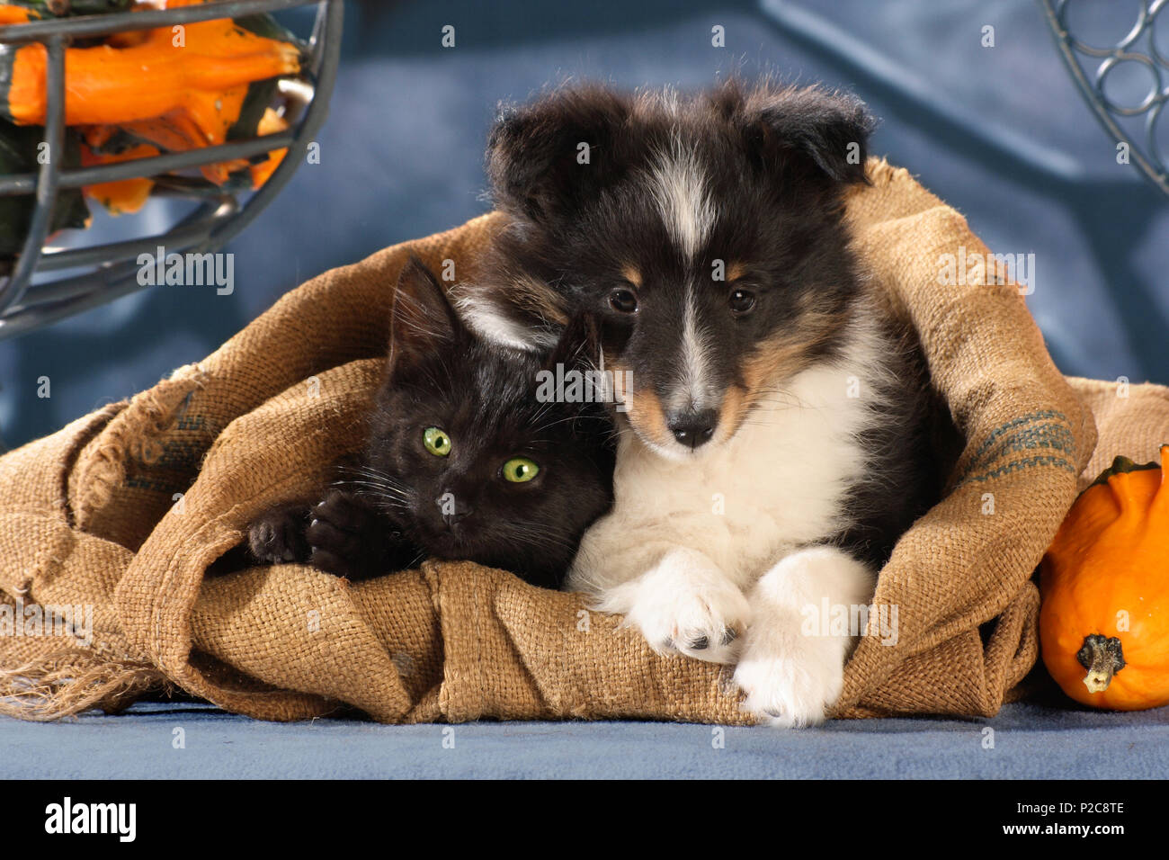 Sheltie Welpe (tricolor) und schwarze Katze nahe zusammen liegen in einem Jute Sack Stockfoto